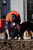 ENTRAINEMENT CHIEN DE DECOMBRE 086